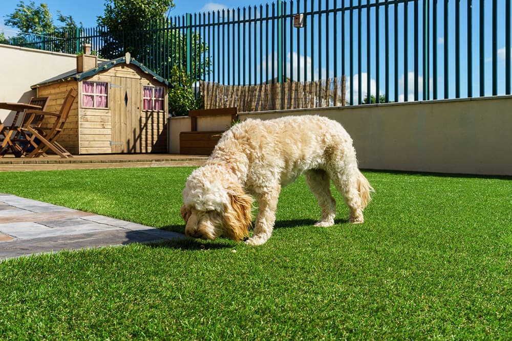 Dog on artificial grass sniffing.
