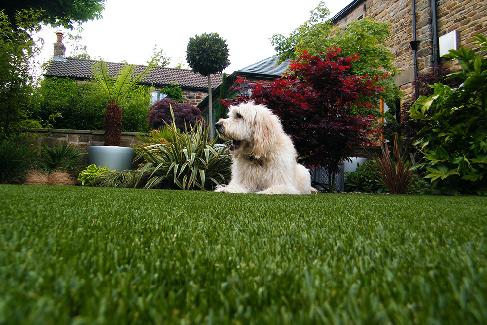A dog looking very happy lying on pet grass.