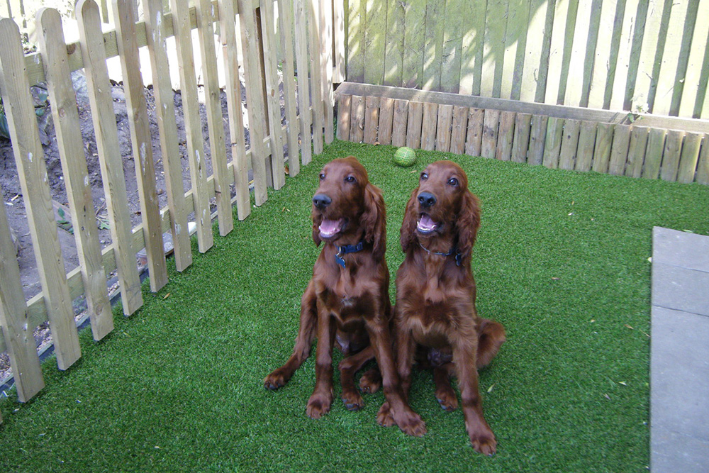 Two chocolate Labradors on artificial grass.