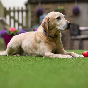 A golden Labrador lying on an artificial lawn.