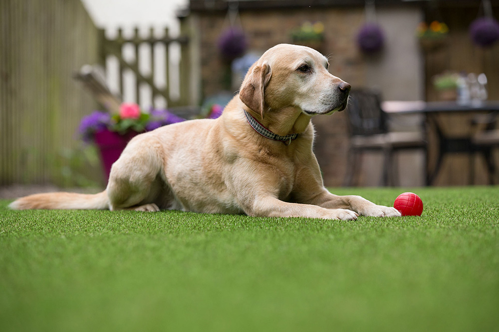 A golden Labrador lying on artificial grass.