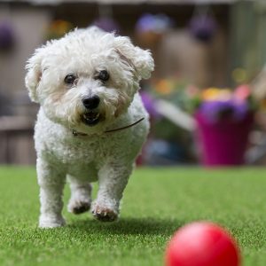 A small puppy having fun on a fake grass lawn.